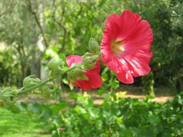 Was sind die Vorteile der Marshmallow-Blume (Hibiskus)? Für welche Krankheiten sind Marshmallow-Blüten (Hibiskus) gut?