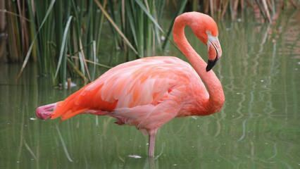 Adana wurde die Heimat von 'Pink Flamingos'!