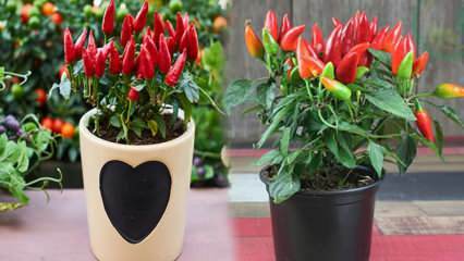 Wie wächst ein kernloses Gemüse in Töpfen? Wachsende rote Paprika in Töpfen