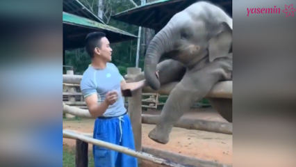 Diese Momente zwischen dem Elefanten und seinem Hüter!