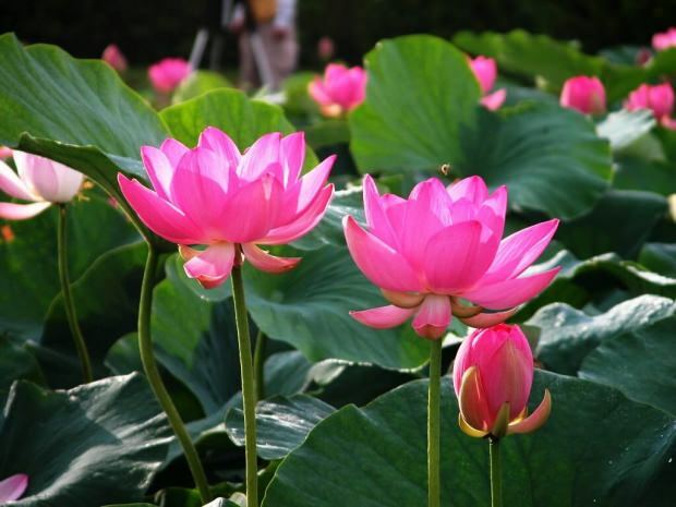 die Vorteile der Lotusblume