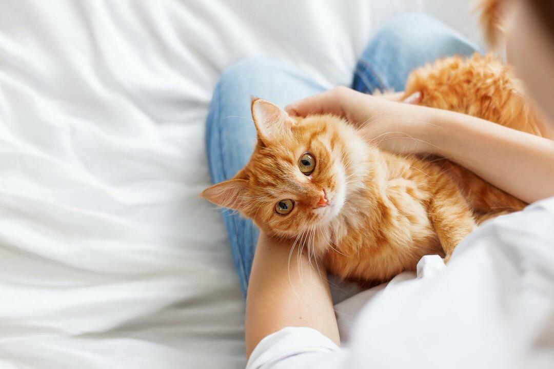 Die Bedeutung des Verhaltens von Katzen 