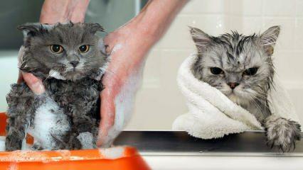 Waschen Katzen? Wie wäscht man Katzen? Ist es schädlich, Katzen zu baden?