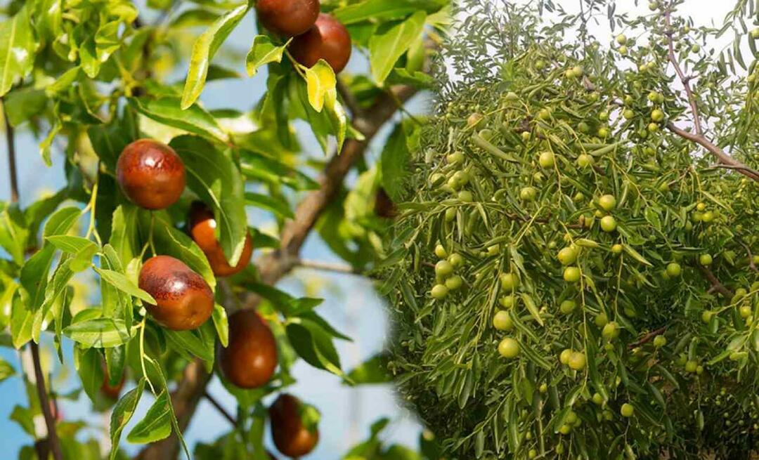 Wie lassen sich Jujubesamen keimen? Wie baut man eine Jujube-Pflanze im Topf an? Jujube-Pflege