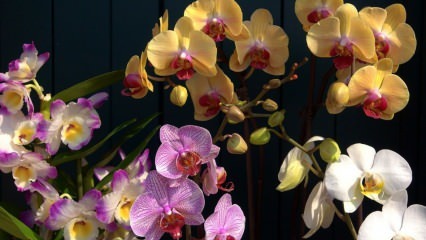 Wie pflege ich Orchideen? Wie man eine Orchidee zu Hause gießt? Methode zur Wiederbelebung von Orchideen