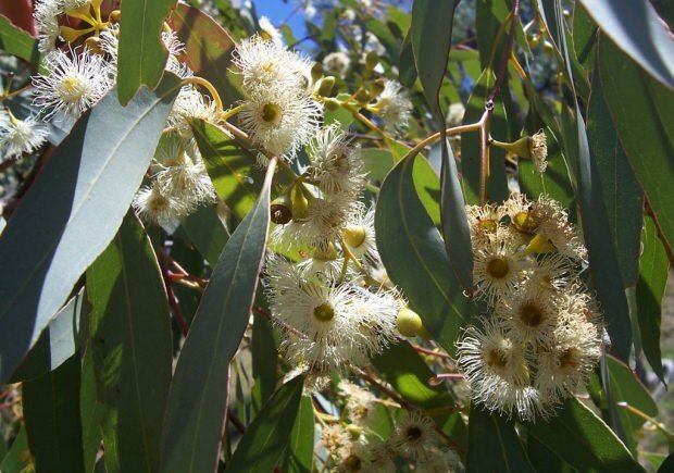 Eukalyptusblatt 
