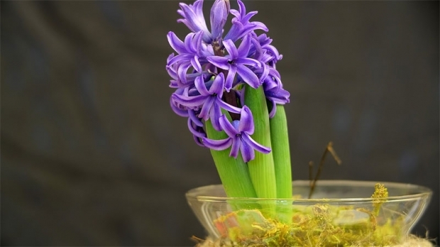 Wie man eine Hyazinthenblume züchtet Wie reproduziert man Hyazinthenblüten?