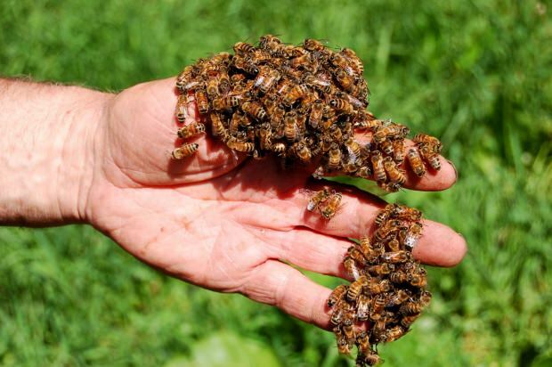Wo wird Bienengift verwendet? Vorteile von Bienengift! Krankheiten, bei denen Bienengift gut ist ...