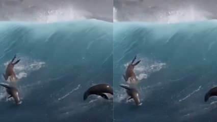 Seelöwen spielen mit riesigen Wellen!