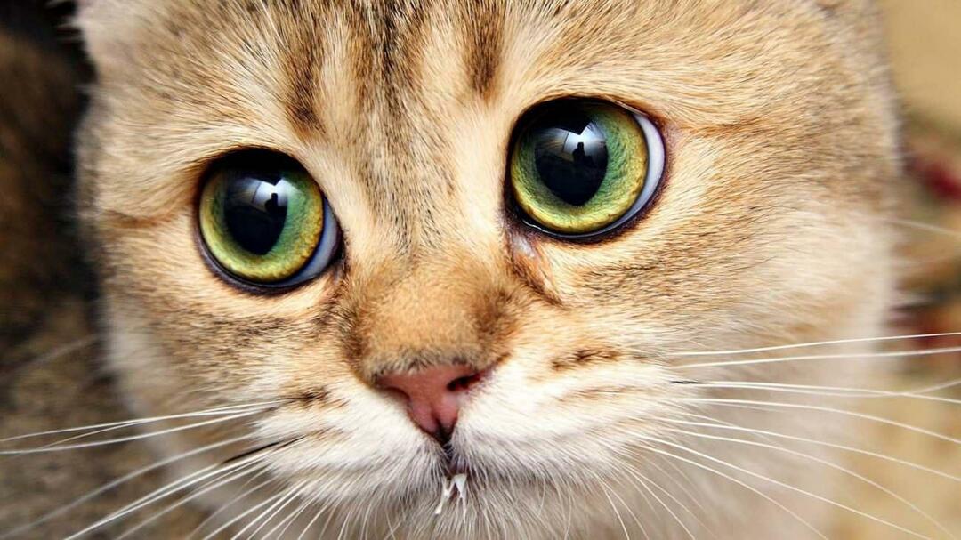 Was machen Katzenschnurrhaare?