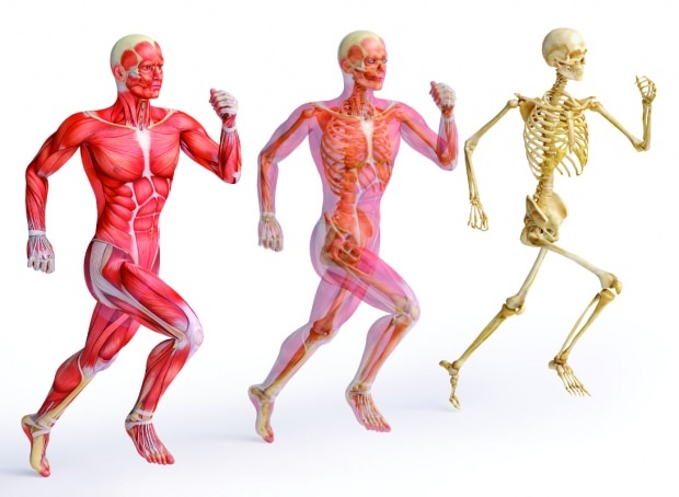 Zink ist wichtig für eine starke Muskel- und Knochenstruktur