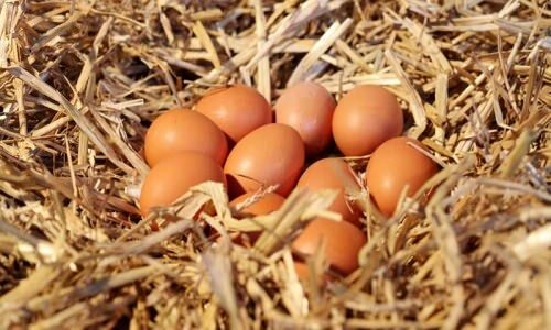 Wie versteht man Bio-Eier?
