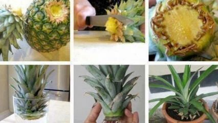 Wie kann man zu Hause Ananas anbauen?
