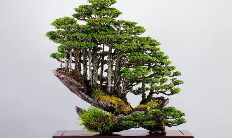 Bonsai Baum Merkmale
