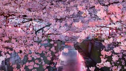 Was bedeutet Sakura? Unbekannte Eigenschaften der Sakura-Blume