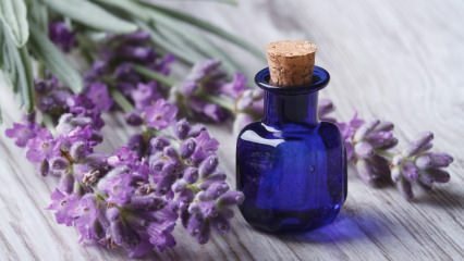Wie entsteht der Duft von Lavendel? 