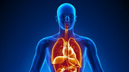Ohne welche inneren Organe kann man leben? Was ist, wenn es keine Gallenblase gibt?