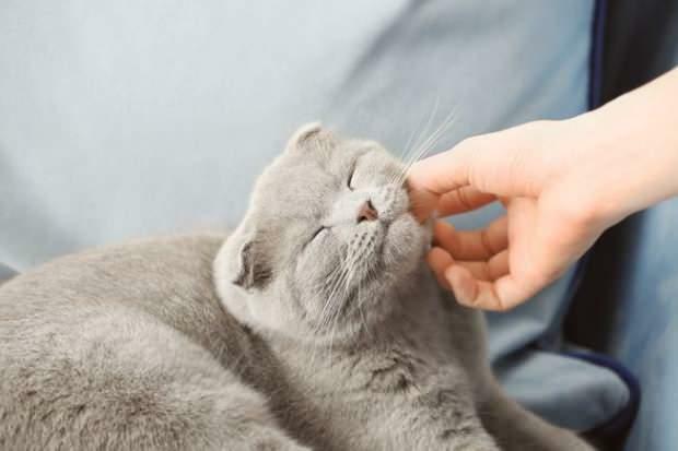 Wie Katzen ihre Liebe zeigen