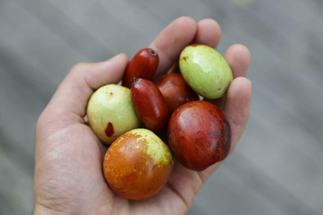 Eine Methode zum Abnehmen durch den Verzehr von Jujube! Was ist Jujube? Kann daraus Tee zur Gewichtsreduktion zubereitet werden? Vorteile von Jujube-Essig