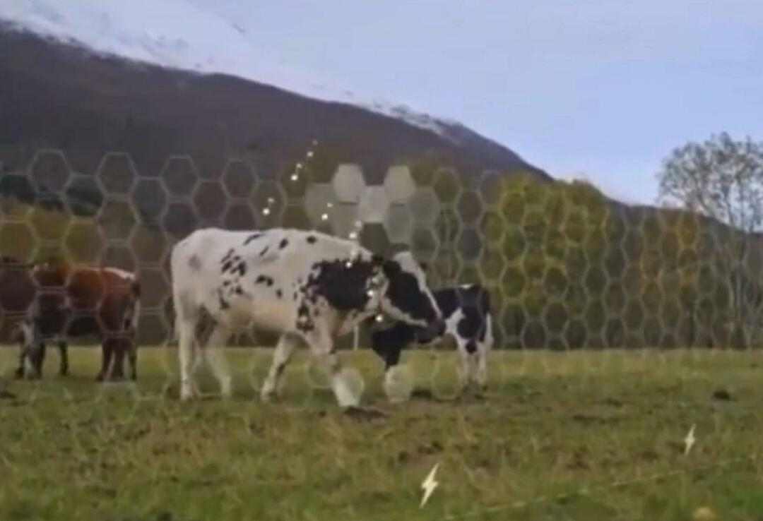 Es wurde begonnen, Virtual Fence an Tieren zu testen