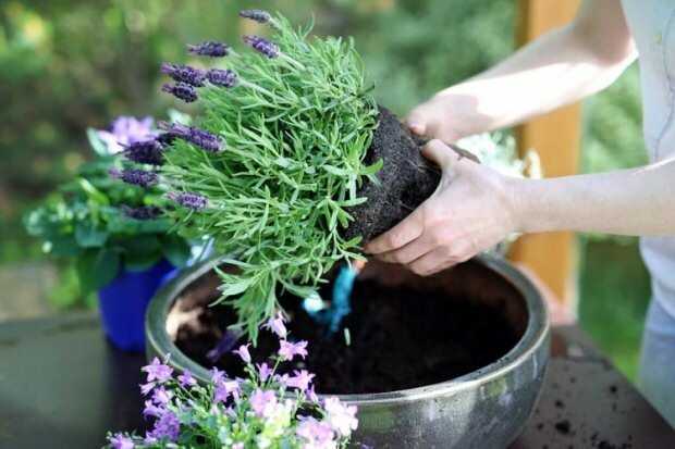 Wie man Lavendelblüten pflegt, sich vermehrt und zu Hause wächst