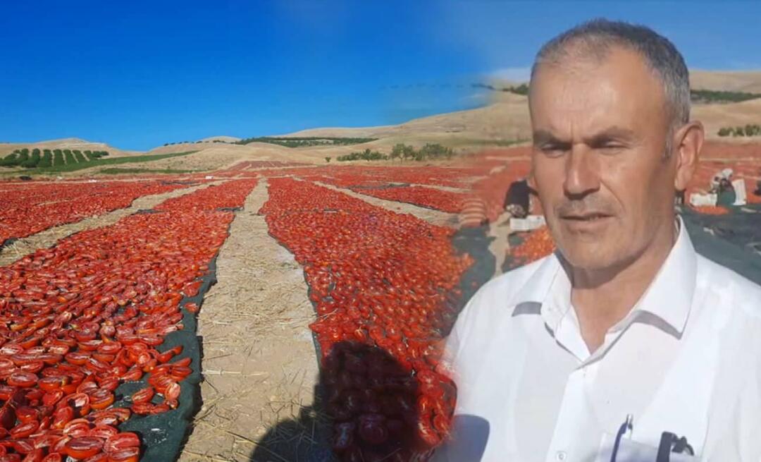 In Malatya hat die Tomatenernte zum Trocknen begonnen!