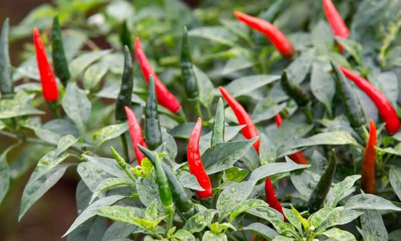 Wie züchtet man grüne Paprika in Töpfen? Was sind die Tricks, Paprika zu Hause anzubauen?