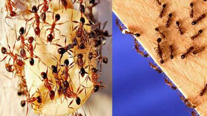 Wie kann man Ameisen im Haus zerstören? Was tun, um Ameisen loszuwerden, die effektivste Methode