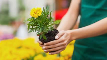 Die Gründe für den Anbau von Pflanzen zu Hause? Ist es schädlich, zu Hause Blumen zu züchten?