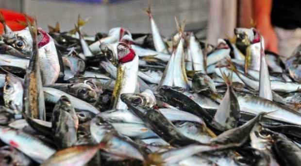 So reinigen Sie Toric-Fische