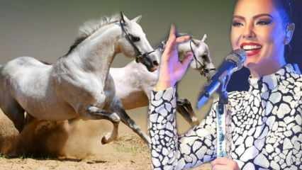 Das Schicksal des Millionen-Dollar-Pferdes von Sänger Ebru Gündeş wurde bekannt gegeben!
