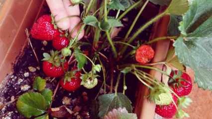 Wie man Erdbeeren in einem Topf anbaut? Die praktischste Methode zum Anbau von Erdbeeren