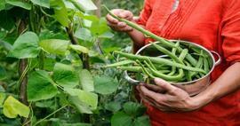 Wie werden grüne Bohnen angebaut? Möglichkeiten, Bohnen in Erde und Baumwolle anzubauen