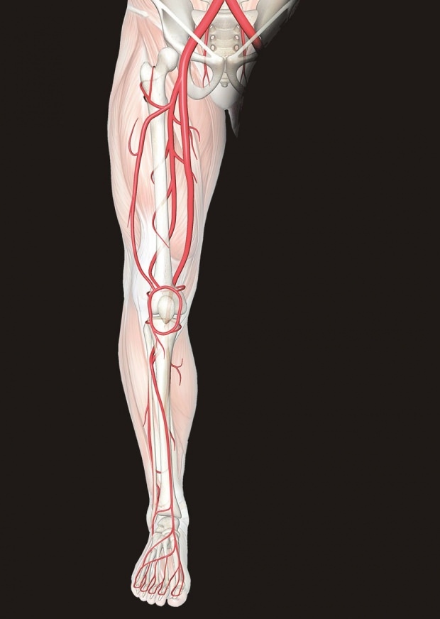 Beschwerden in den Nerven in den Beinen verursachen Beinschmerzen
