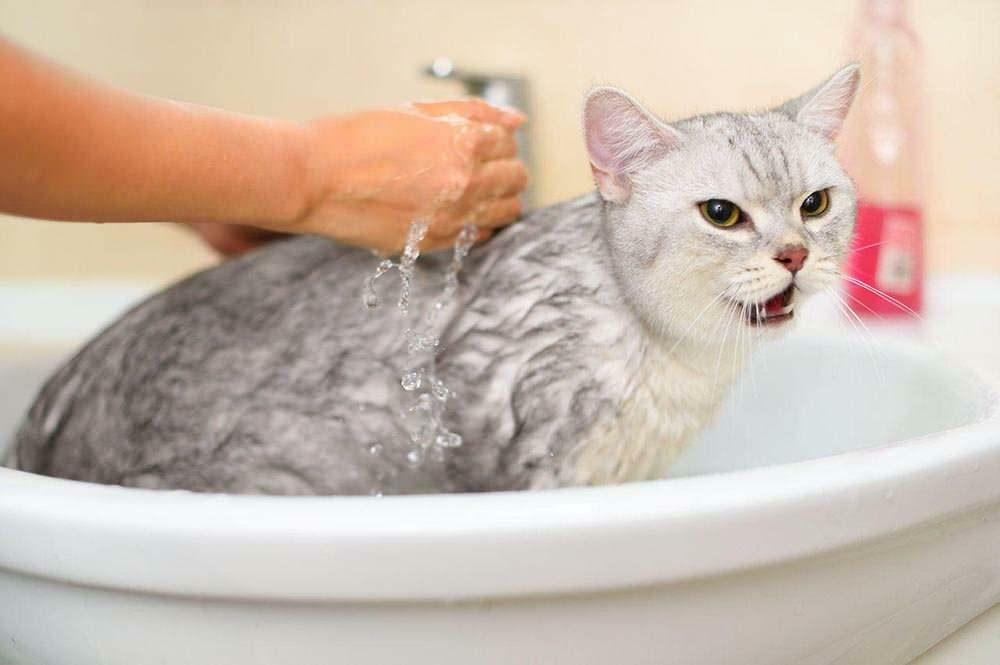 Wie man eine Katze wäscht