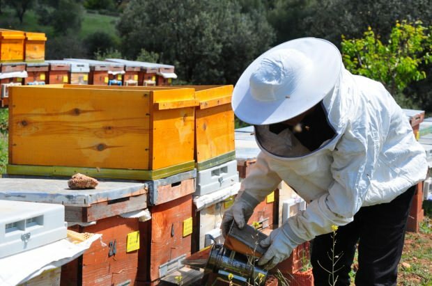 Vorteile von Bienengift