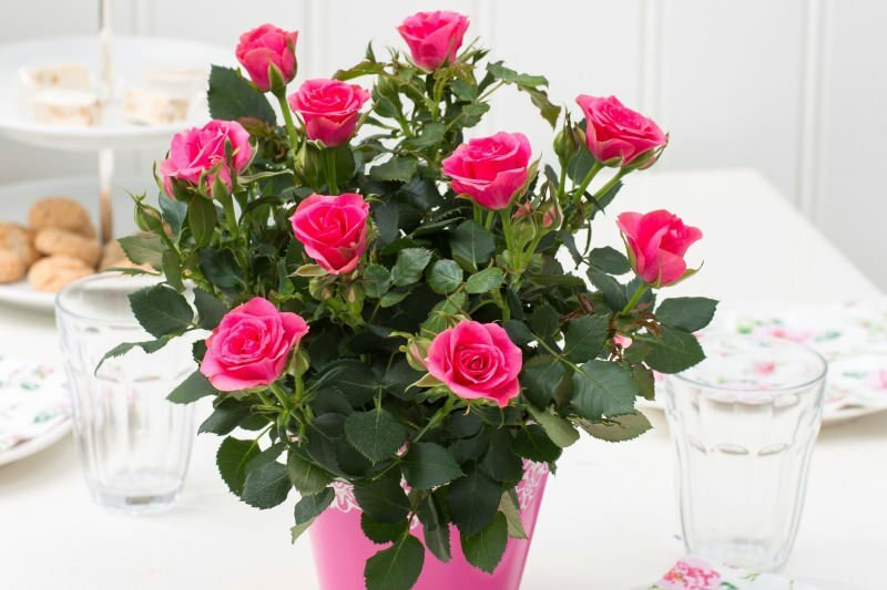 Wie züchtet man Rosen in Töpfen? Tipps für den Rosenanbau zu Hause ...