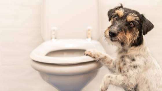 Wie man die Toilettengewohnheiten von Hunden macht