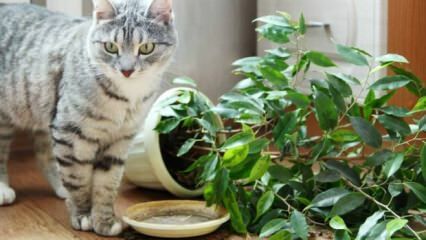 Wie werden Katzen von Pflanzen ferngehalten?