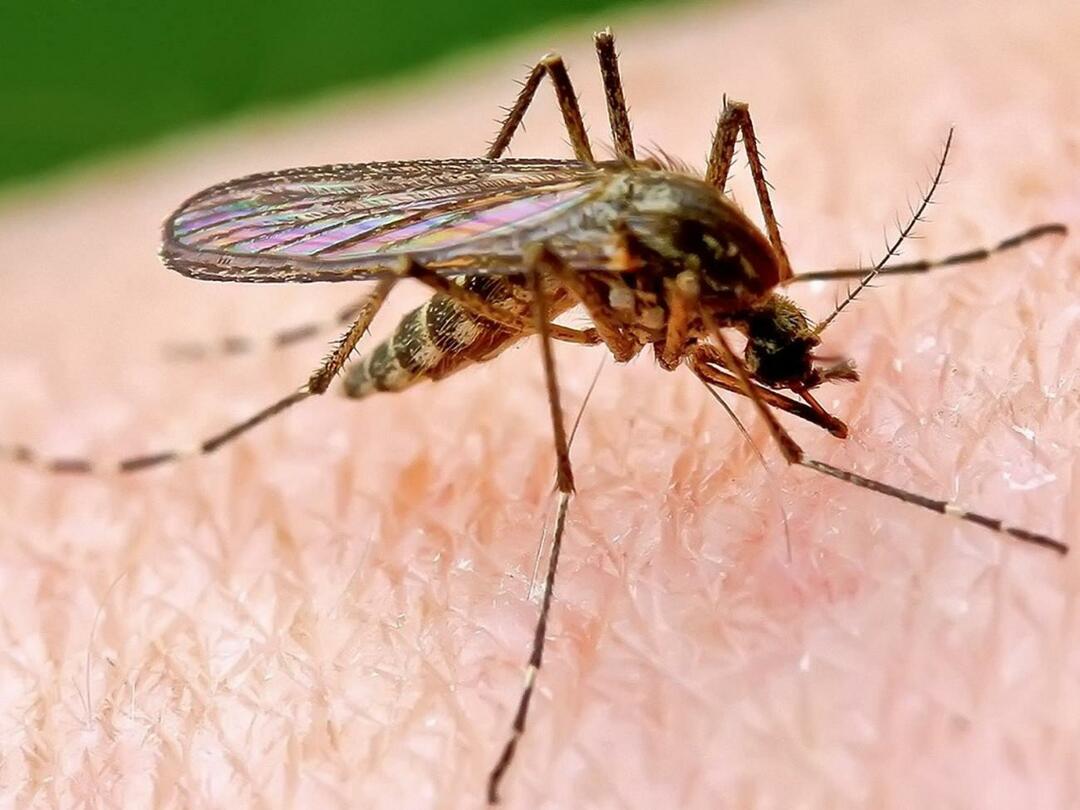 Warum stechen Mücken manche Menschen häufiger?
