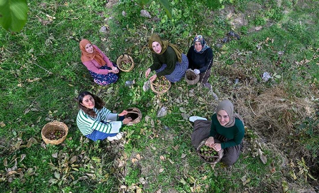 Frauen aus Van verteilen Walnüsse unter der Marke „Ahtamara“ in die Türkei