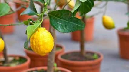Wie kann man zu Hause Zitronen in Töpfen züchten? Tipps zum Anbau und zur Pflege von Zitronen