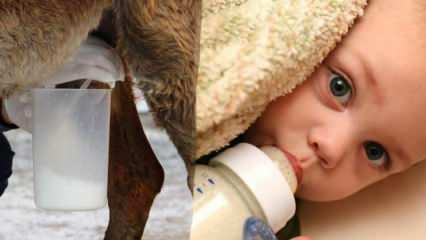 Welche Milch kommt der Muttermilch am nächsten? Was wird dem Baby bei Muttermilchmangel gegeben?