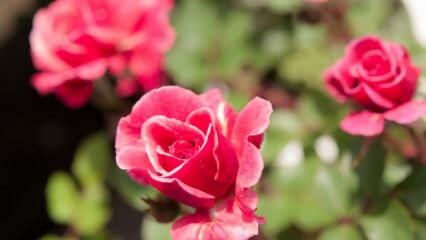 Wie züchtet man Rosen in Töpfen? Tipps für den Rosenanbau zu Hause ...