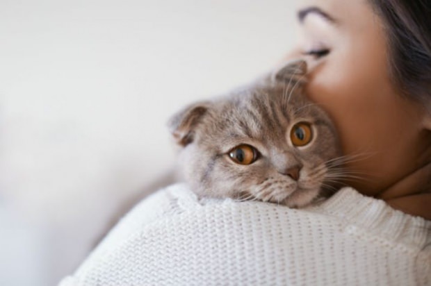 Wie kann man dem Stress von Katzen vorbeugen? Wie kann ein Haarausfall bei Katzen verhindert werden?