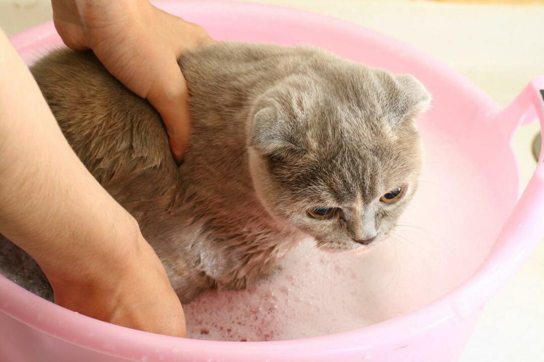wie man katzen wäscht