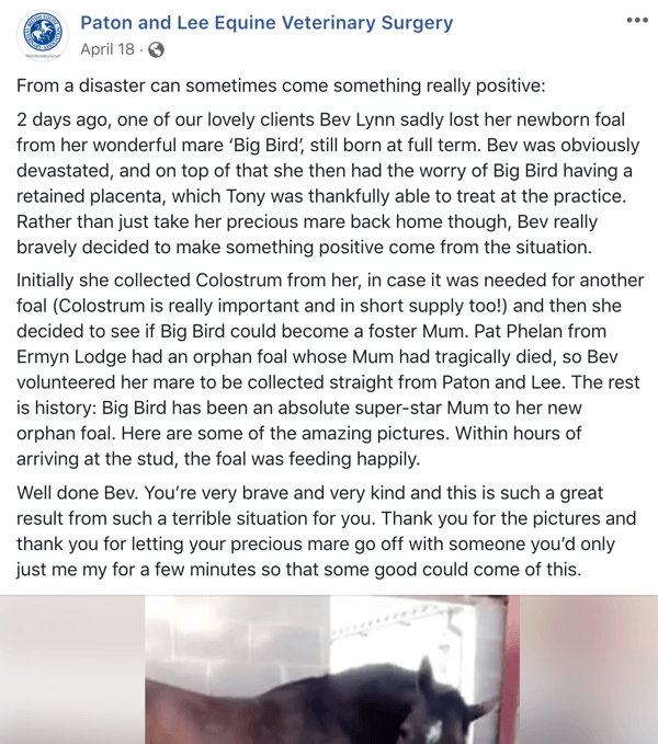 Beispiel eines Facebook-Posts mit einer Geschichte von Paton und Lee Equine Veterinary Surger.
