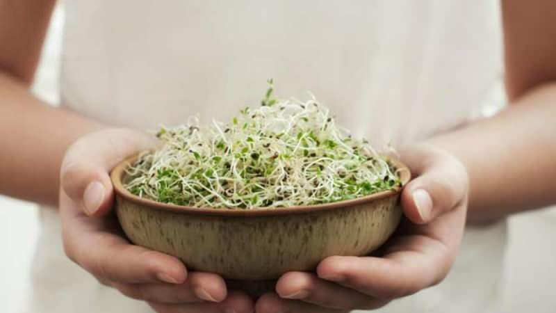 Mikrosprossen werden normalerweise aus Lebensmitteln wie Salat, Gurke, Kichererbsen und Kohl gewonnen