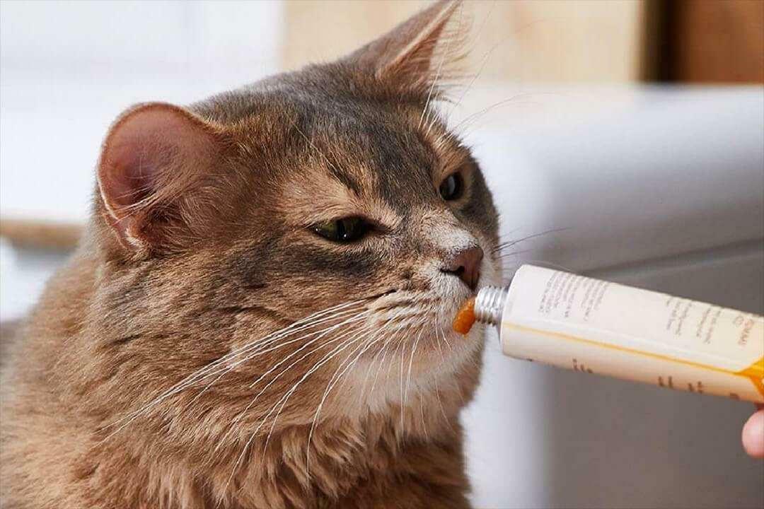 Möglichkeiten, Katzenpaste zu füttern