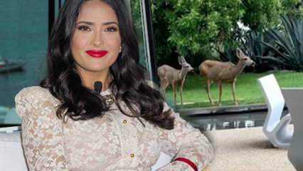 Hollywoodstar Salma Hayek teilte den Hirsch, der ihren Garten betrat, in den sozialen Medien!